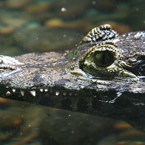 Yacare caiman