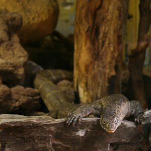Nile monitor