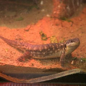 Egyptian spiny-tailed lizard