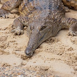 Freshwater Crocodile