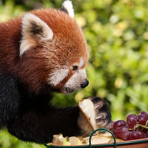 Red Panda