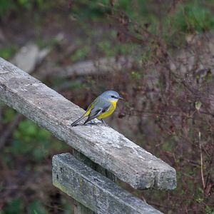 Eastern Yellow Robin (wild)
