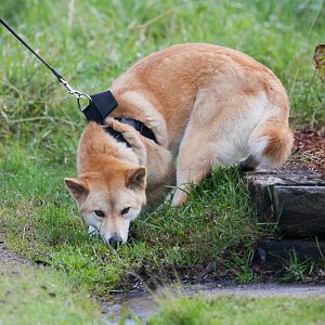 Dingo doesn't want to go for a walk