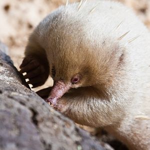 Albino Echidna