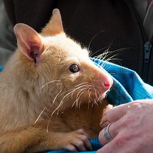 Golden Brushtail Possum