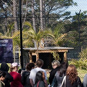 Sumatran Tiger exhibit