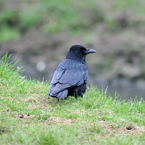 Carrion Crow