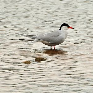 Common Tern