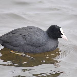 Coot