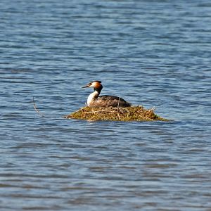 Great Crested Grebe