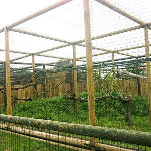 Amur Leopard Complex ( 3rd July 2011)
