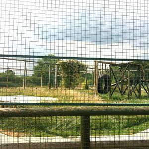 Narnia the White TIger (3rd July 2011)