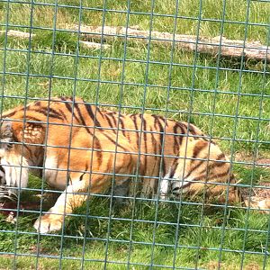 Tiger (3rd July 2011)