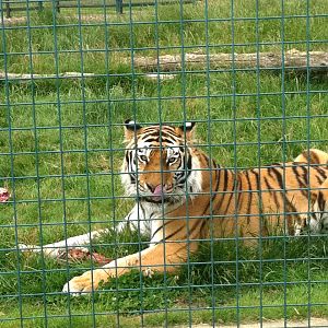 Tiger (3rd July 2011)