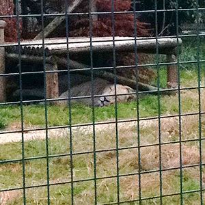 Themba the Male White Lion (3rd July 2011)