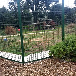 White Lion Exhibit (3rd July 2011)