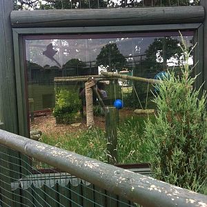 Old Lynx Enclosure (3rd July 2011)