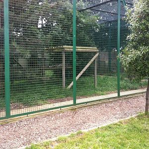 Snow Leopard Exhibit (3rd July 2011)