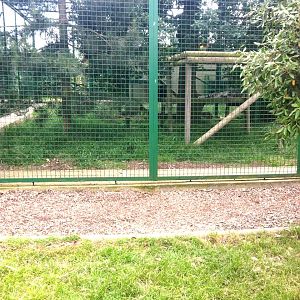 Snow Leopard Exhibit (3rd July 2011)