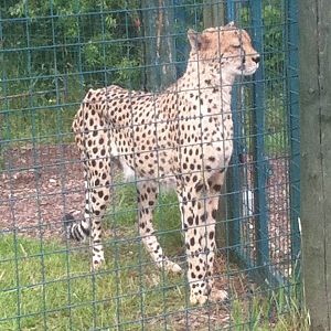 Cheetah ( 3rd July 2011)