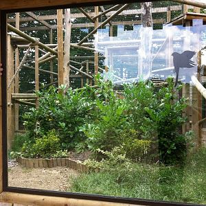 Clouded Leopard Enclosure ( 3rd July 2011)