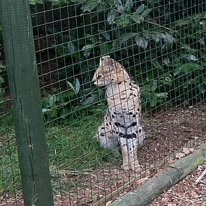 Serval ( 3rd July 2011)