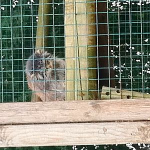 Pallas Cat Enclosure (3rd July 2011)