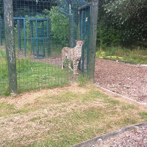 Cheetah (3rd July 2011)