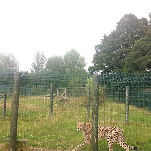 Cheetah Enclosure  (3rd July 2011)