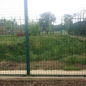 Tiger Exhibt (3rd July 2011)