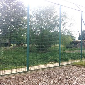 Tiger Exhibt (3rd July 2011)