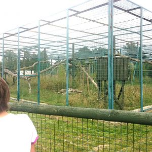 North Chinese Leopard Enclosure (3rd July 2011)