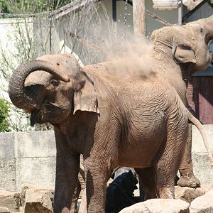Asian elephant (Indian or Sri Lankan ssp.)