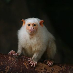 Silvery Marmoset