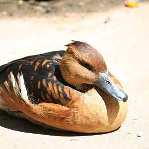 Fulvous whistling duck?