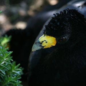 Black curassow