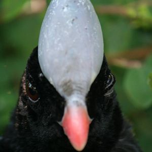 Helmeted curassow