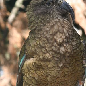 Kea