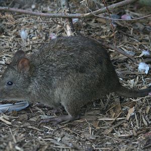Long-nosed potoroo