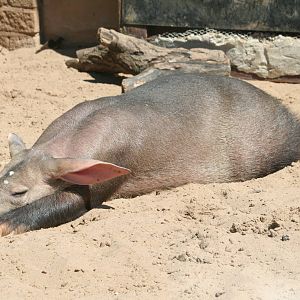 Aardvark