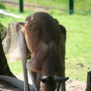 Red kangaroo