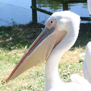 Eastern white pelican