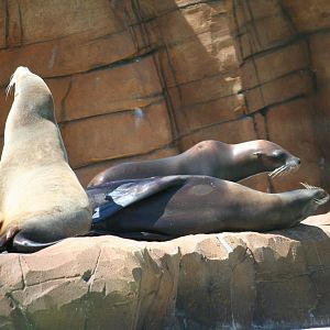 California sea lion