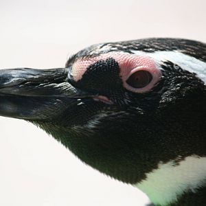 Magellanic penguin