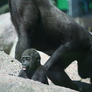 Western lowland gorilla youngster 'Maisie'