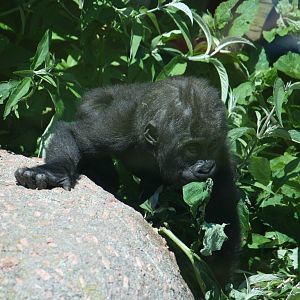 Western lowland gorilla youngster 'Maisie'