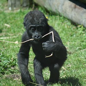 Western lowland gorilla youngster 'Maisie'