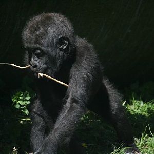 Western lowland gorilla youngster 'Maisie'