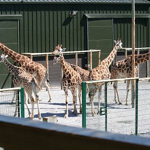 Hybrid giraffe group