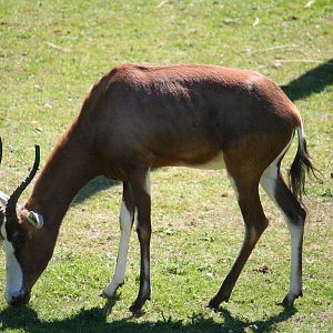 Blesbok